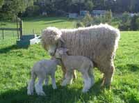 Sheep Romney Ewe and Lamb